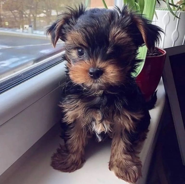 Training Your Yorkie  Puppy: Dos and Don’ts