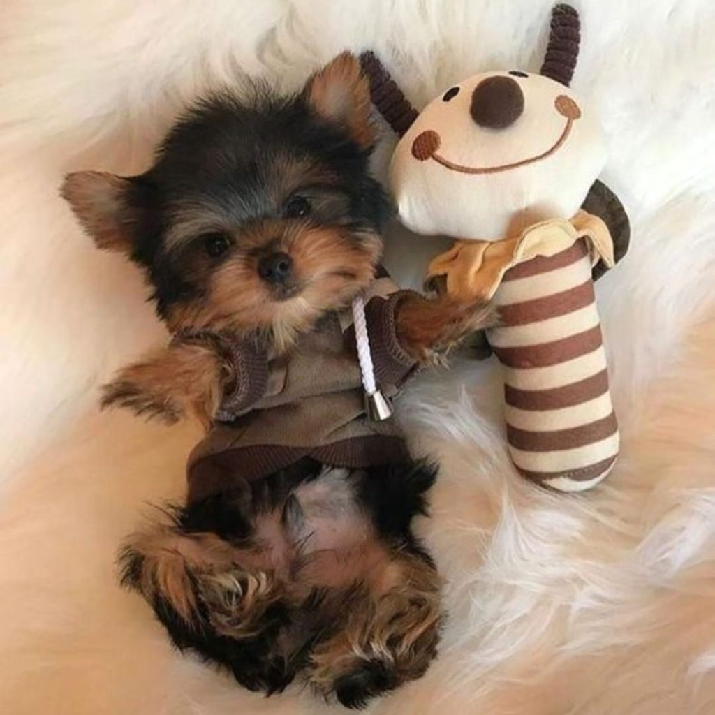 teacup yorkie